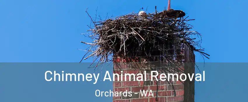  Chimney Animal Removal Orchards - WA