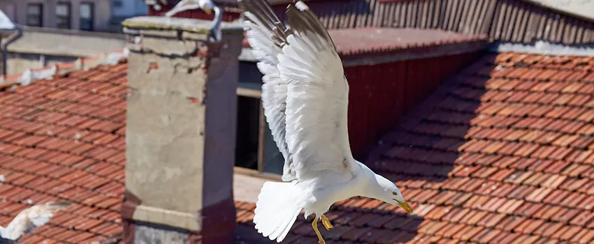 Residential Chimney Animal Removal Solution in Orchards, WA